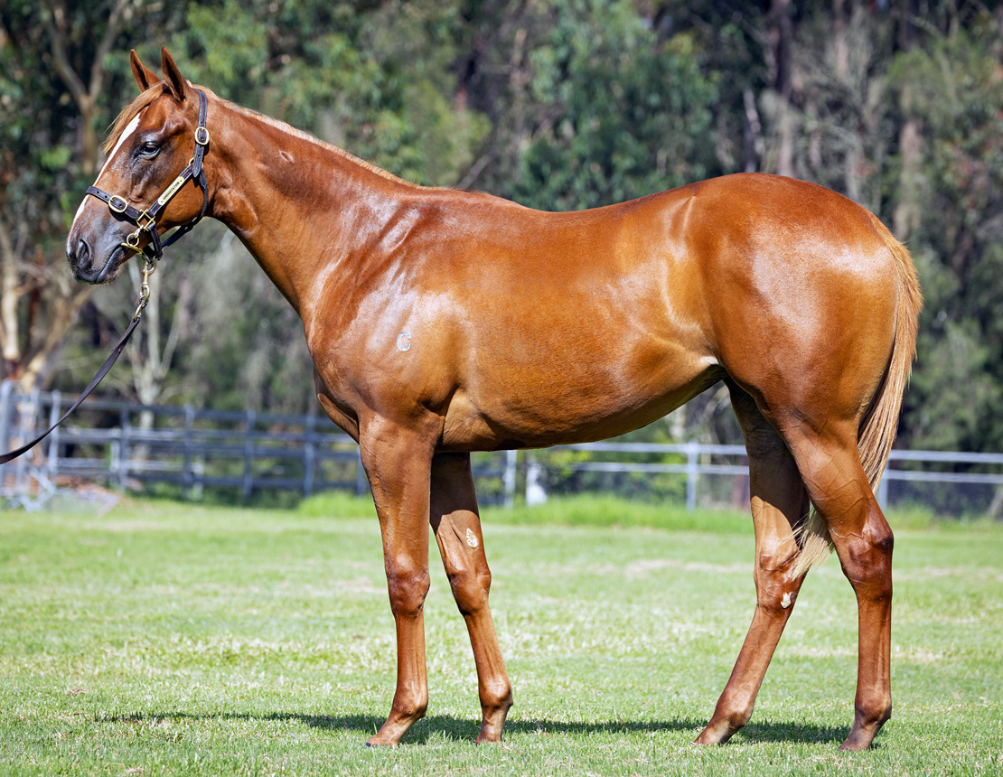 JUSTIFY (USA) x PICKIN TIME Chestnut Filly with RICHARD FREEDMAN